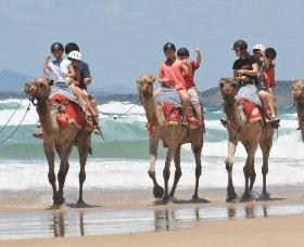 Camel Rides with Coffs Coast Camels - Accommodation Bookings