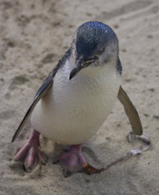 Penguin Island Boardwalks and Walk Trail - Accommodation Bookings