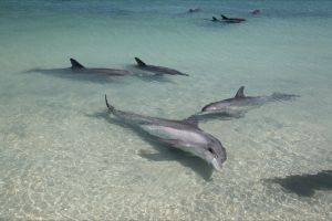 Dolphins of Monkey Mia - Accommodation Bookings