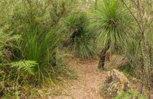 Grass Tree Circuit - Accommodation Bookings