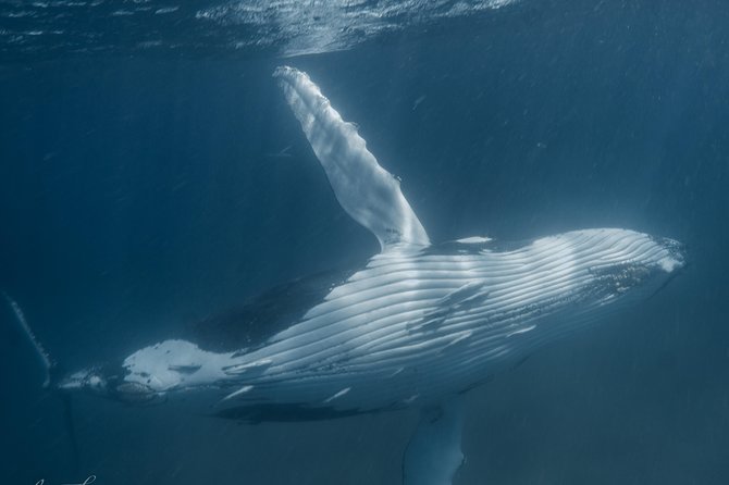 Humpback Whale Safari - Accommodation Bookings